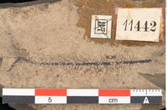Foto (Detailansicht) von Plantae indet.  (NHMW-GEO-2024-0188-11442)